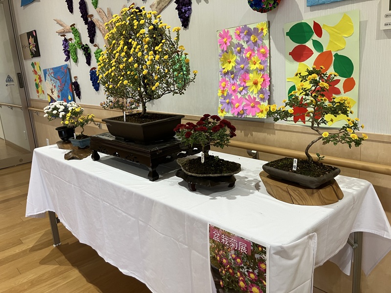 【特養】盆栽菊展