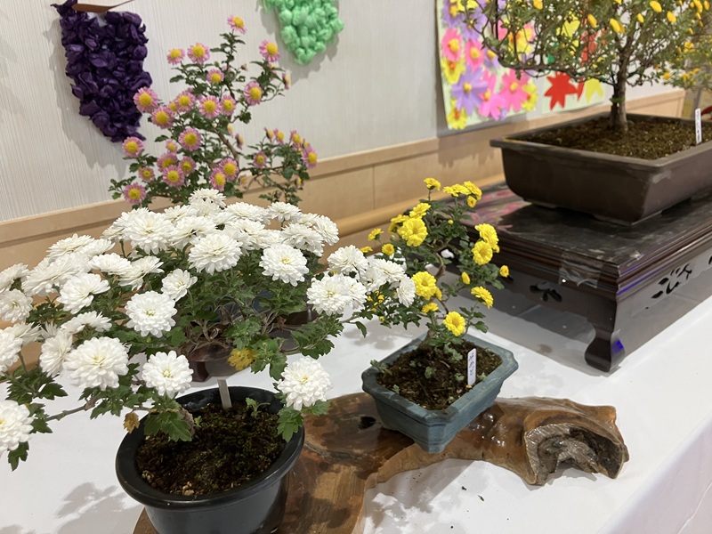 特養】盆栽菊展｜ 上の原学園