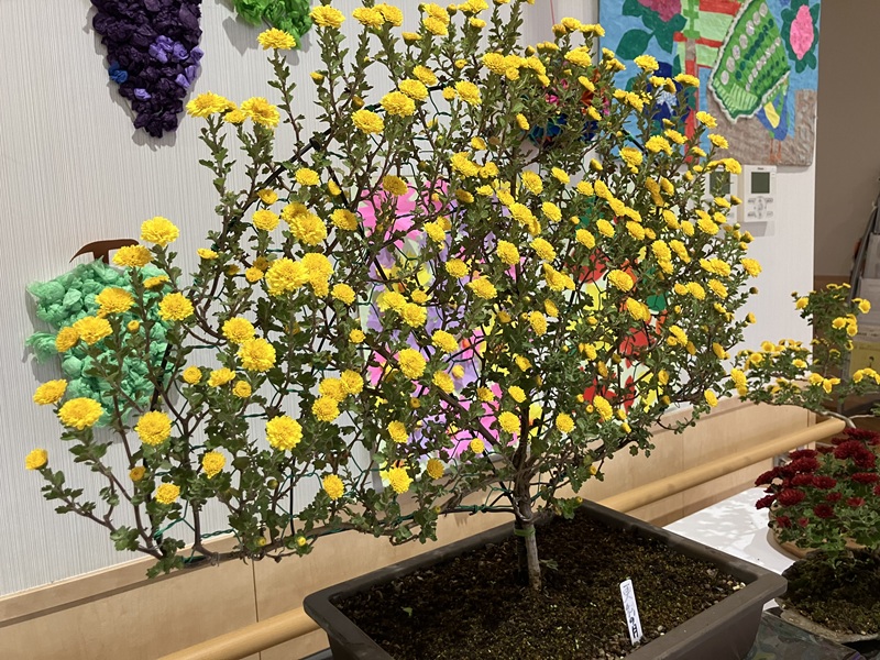 特養】盆栽菊展｜ 上の原学園