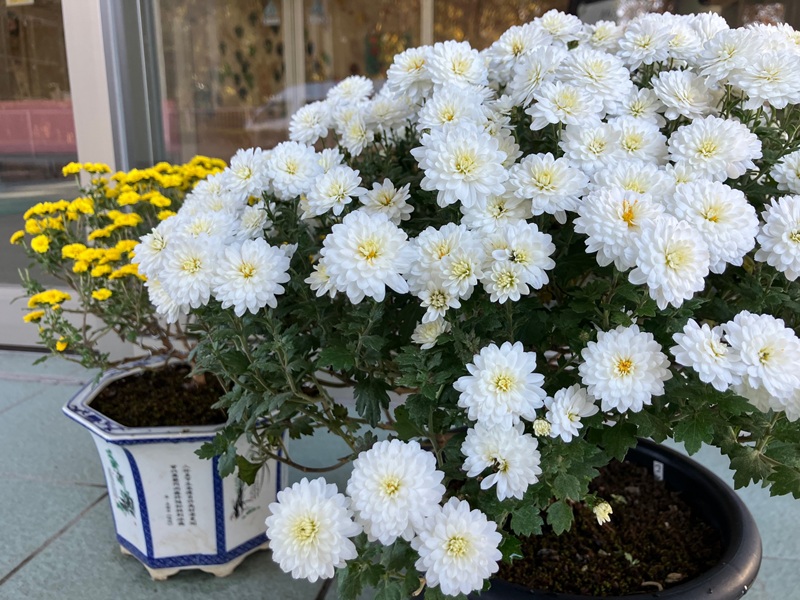 特養】盆栽菊展｜ 上の原学園